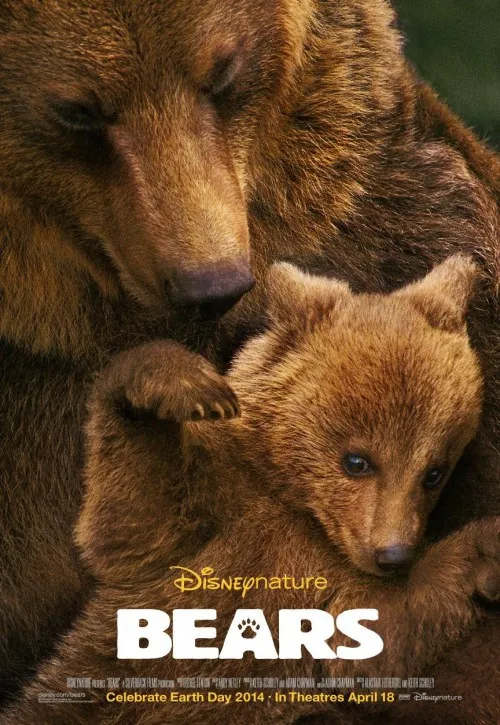 Plakat: Niedźwiedzie