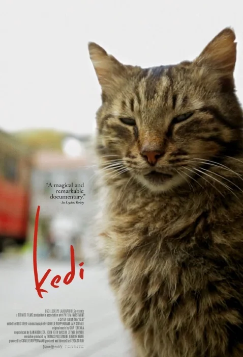 Plakat: Kedi - sekretne życie kotów