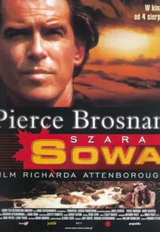 Plakat: Szara Sowa