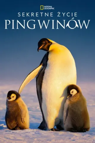 Plakat: Sekretne życie pingwinów